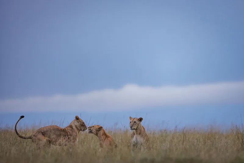 6-Day Luxury Escape on Tanzania’s Northern Safari Route