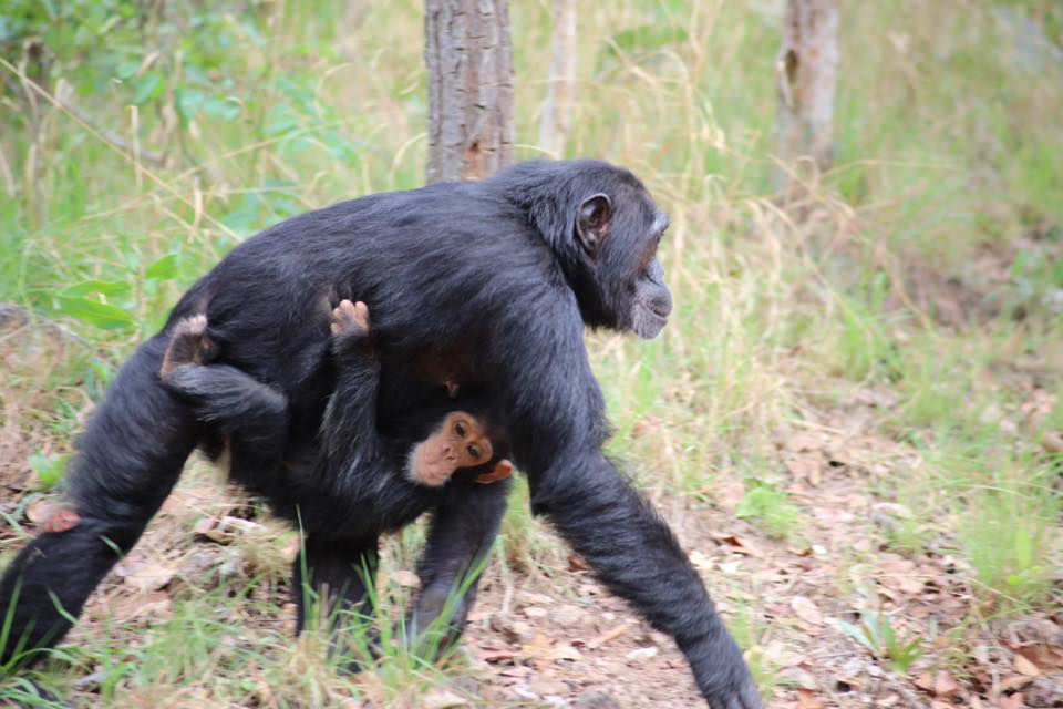 4DAY-CHIMPANZEE TREK IN GOMBE STREEM NATIONAL PARK
