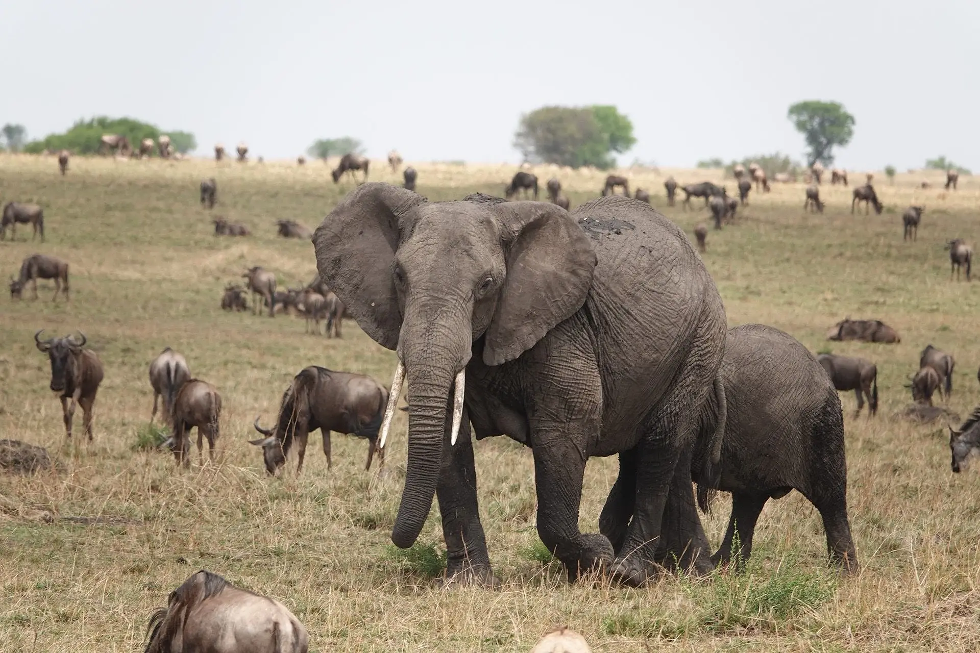 6-Day Tanzania Wildlife & Culture Explorer