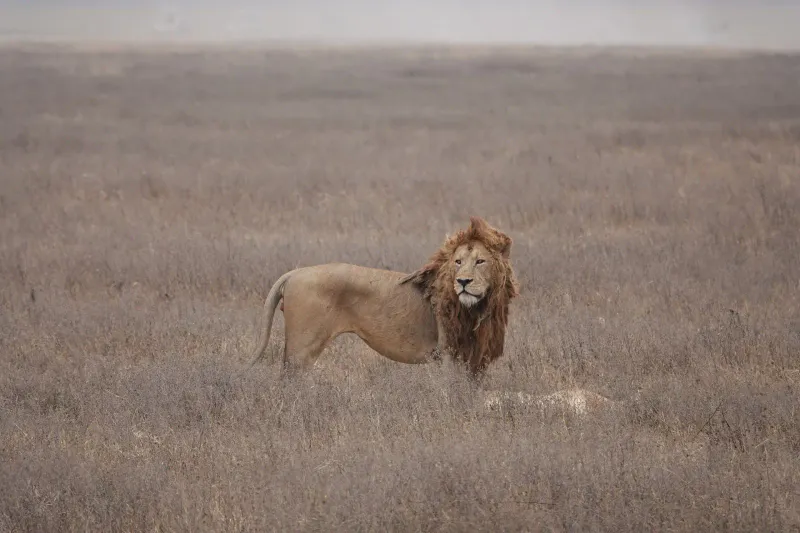 4 DAYS TANZANIA SAFARI