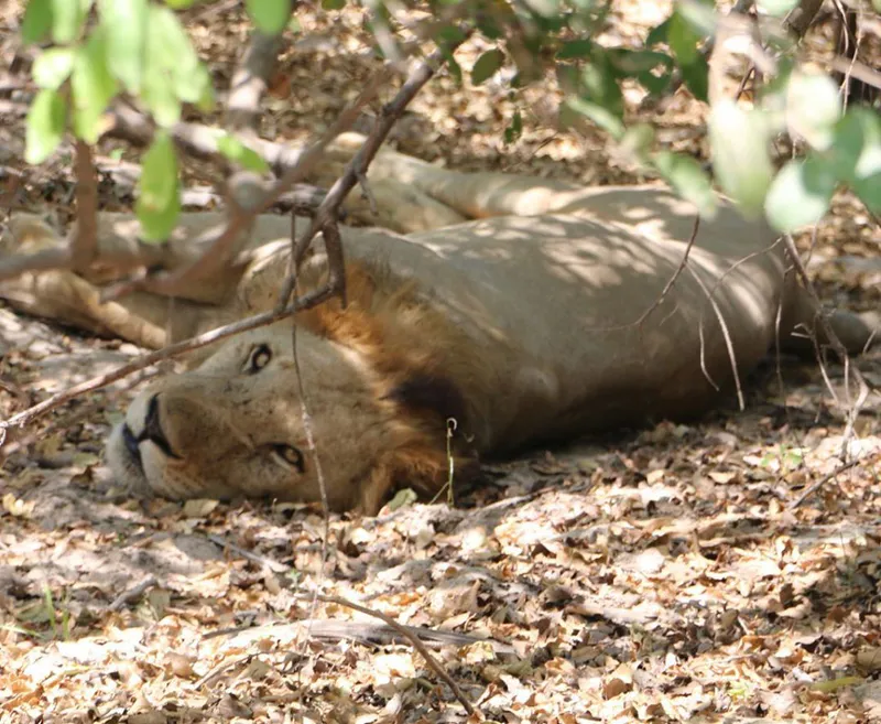 2 Tage – Ruaha-Nationalpark ab Iringa (Reiseziel für Wildtierbeobachtungen in Afrika)
