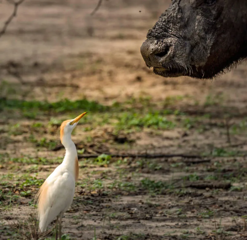 Day Trip - Tarangire National Park from Arusha