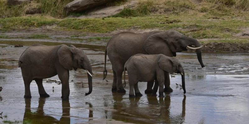 2-Day Tarangire & Ngorongoro Crater Safari