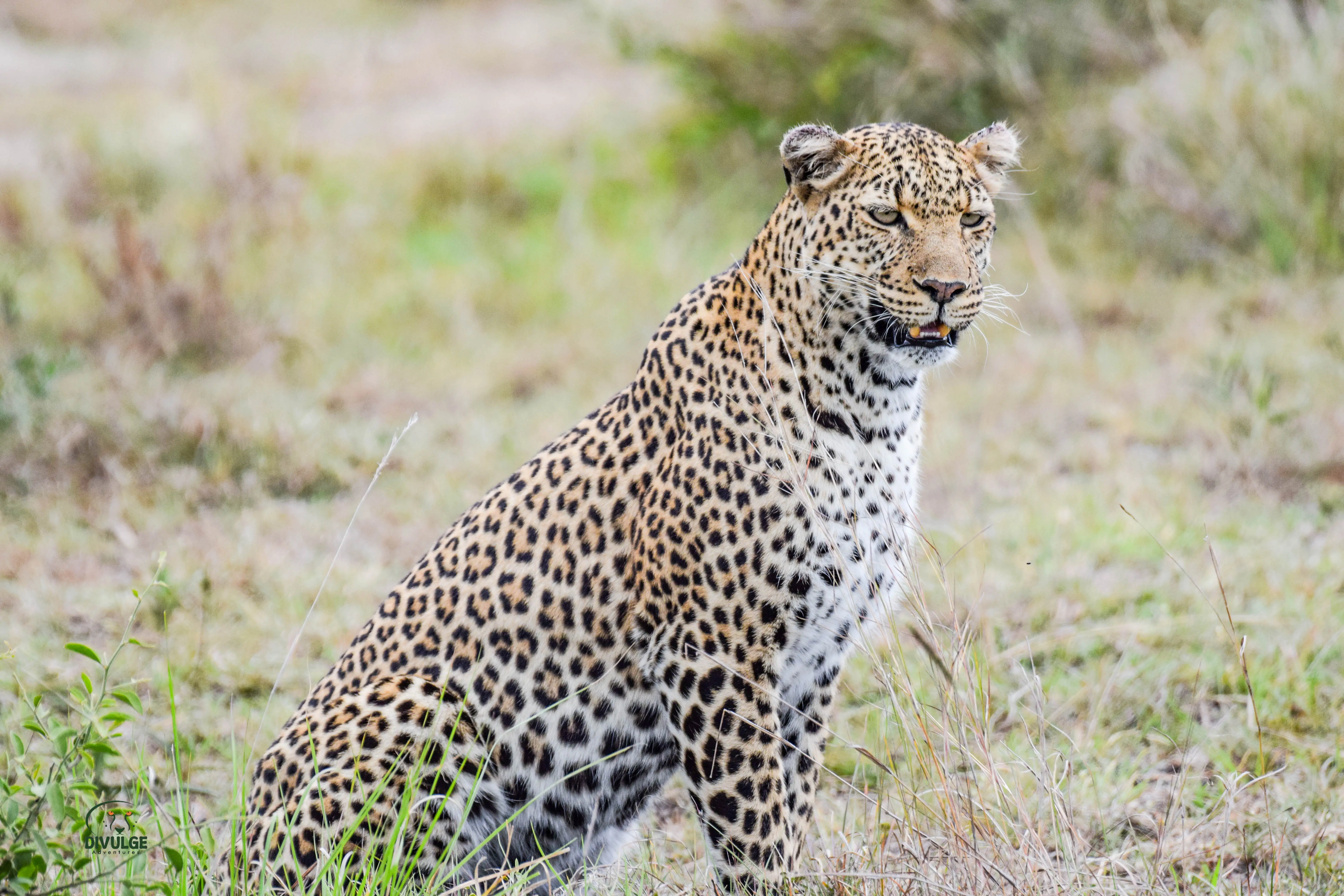 6 Day Kenya Classic Wildebeest Migration Sopa Circuit Standard Luxury Safari