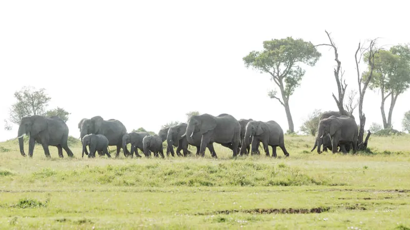 Adventure Awaits: 5-Day Budget Safari in Tanzania