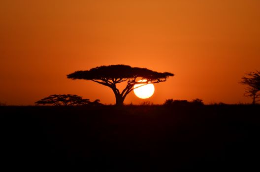 Unforgettable Great Migration: 8-Day Budget Safari in Tanzania - Januz Safaris - Safarigo