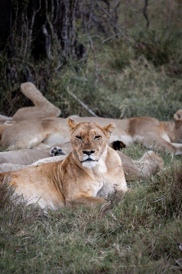 3-Day Magical Tanzania Expedition Safari