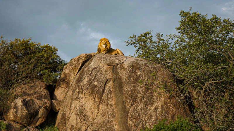 5-Day Ndutu Migrations & Big 5 (Budget)