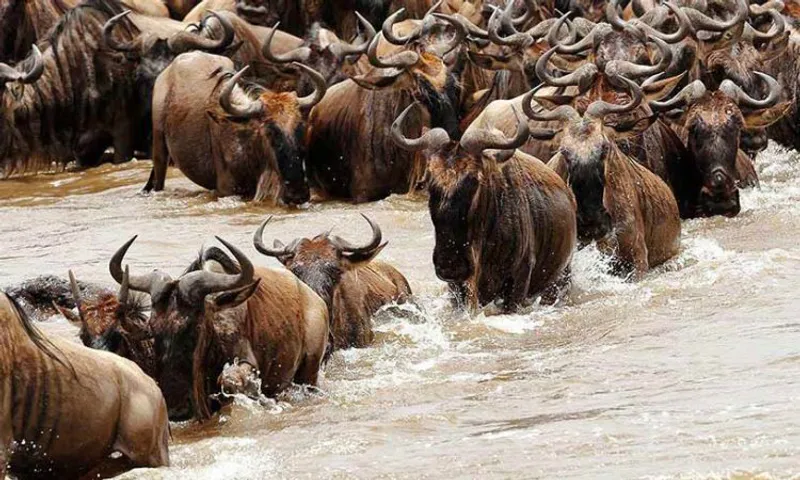 7-Day Great Wildebeest Migration Tour