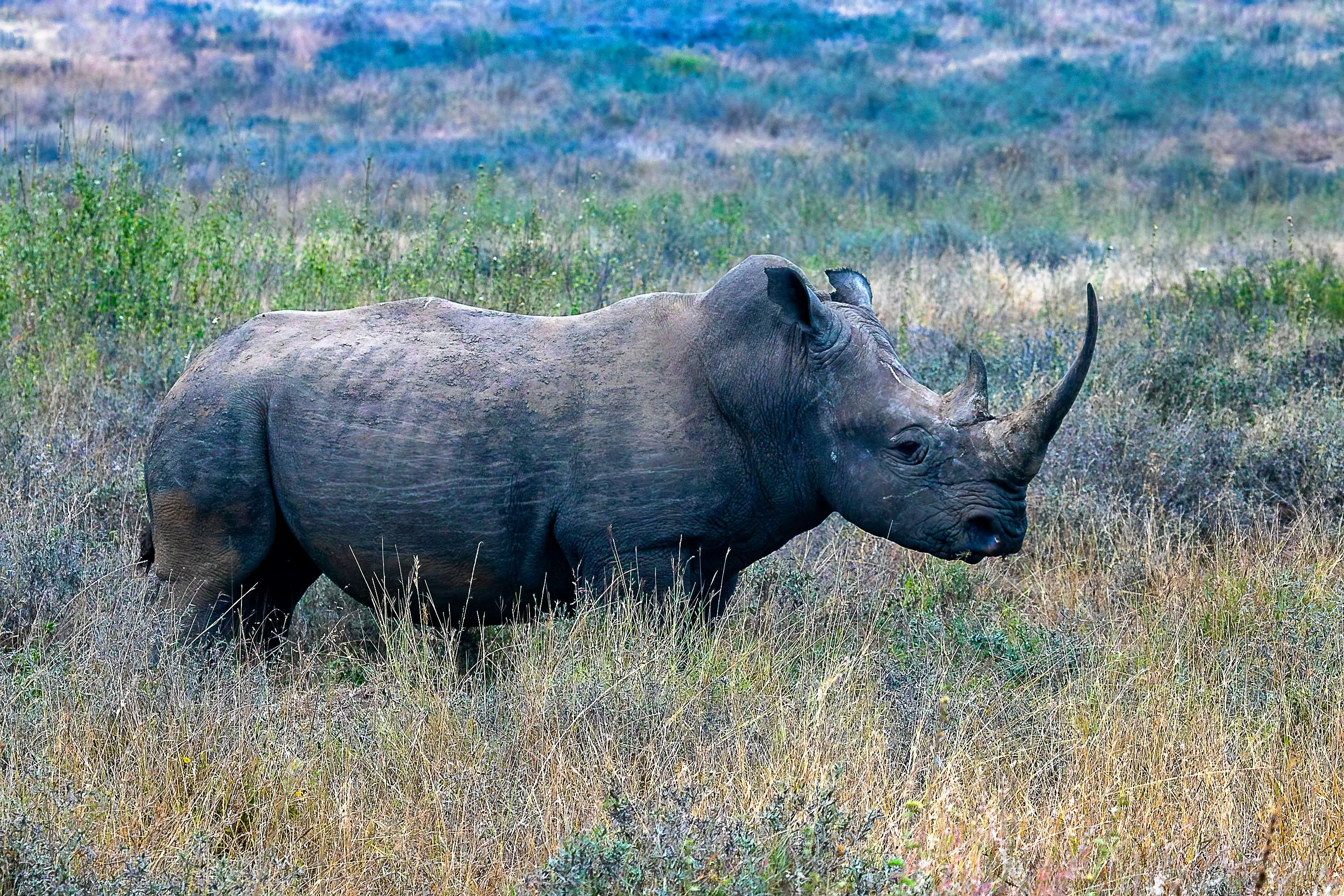 7 Days Big Five Migration Safari Tanzania Wildlife Adventure