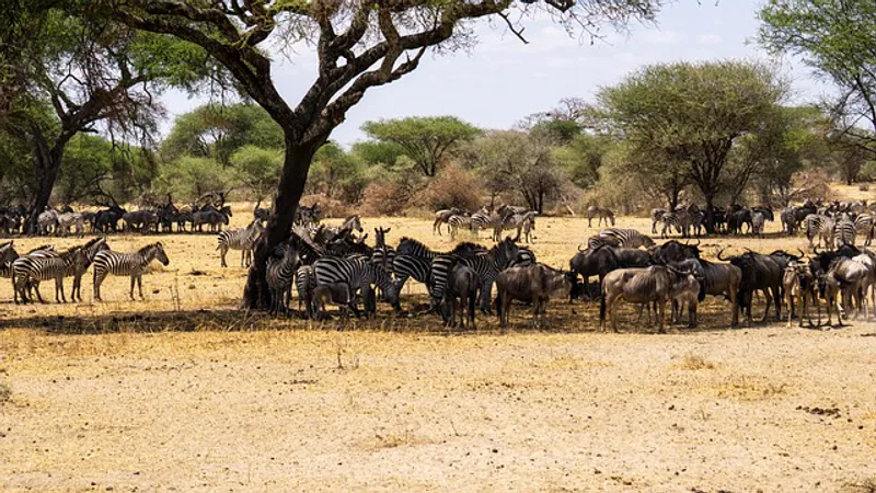5 Day Ndutu Calving & Migration