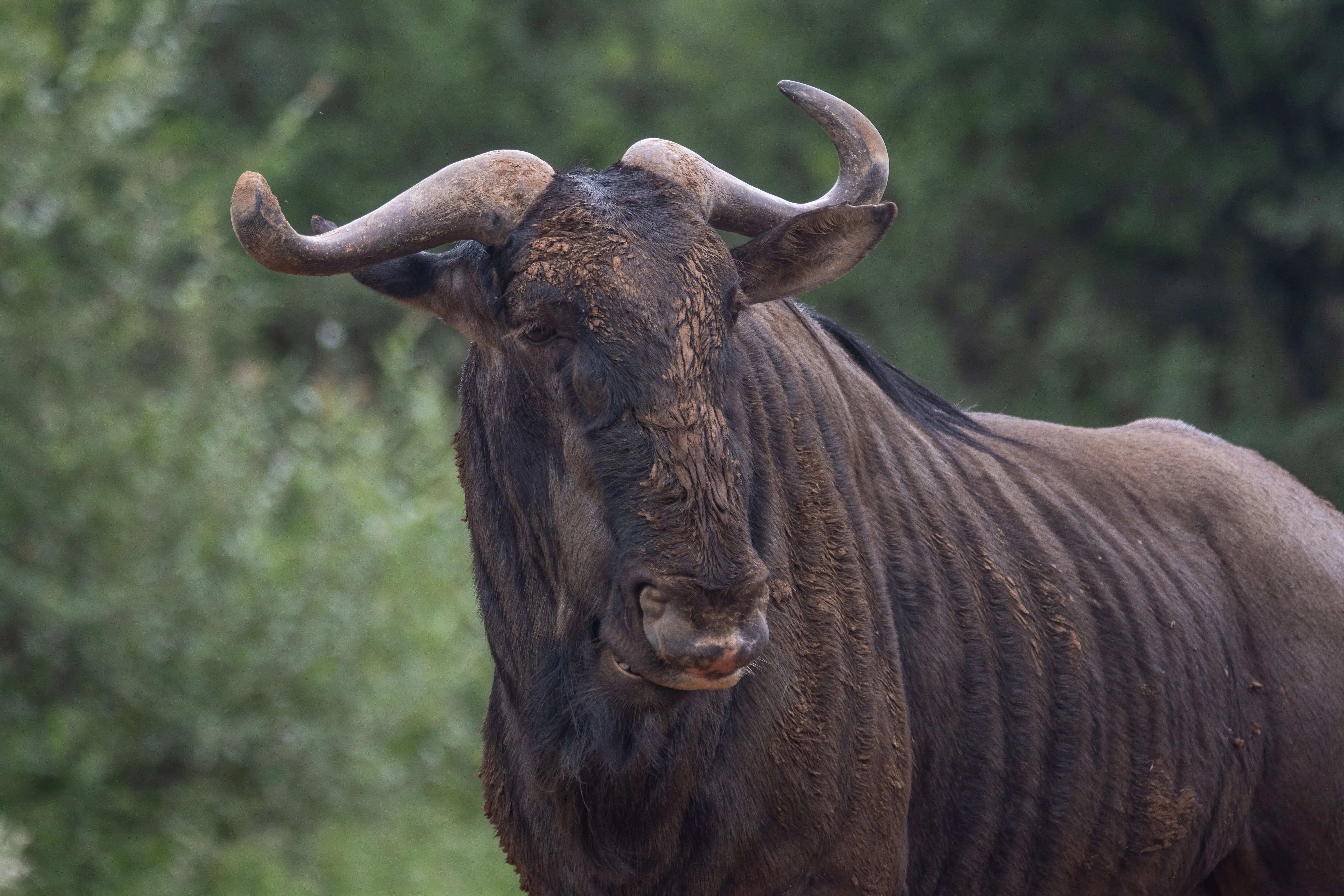 7 Days Beach & Serengeti Migration Escape Safari