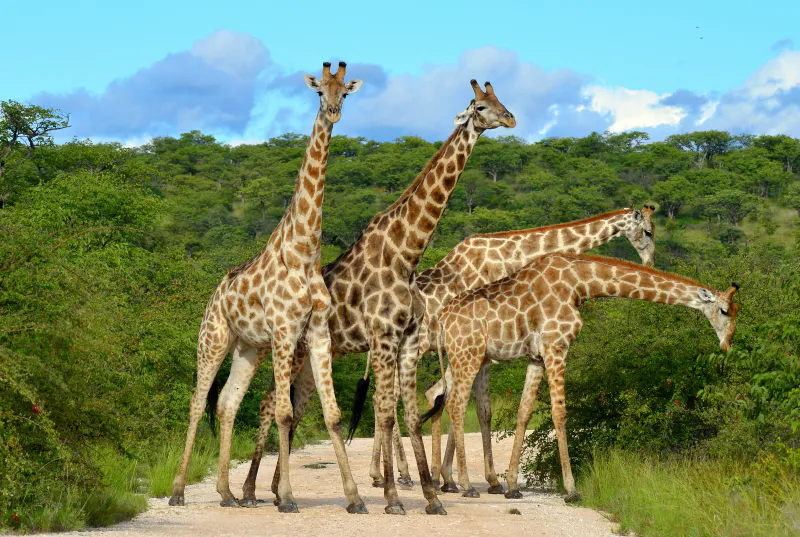 4-Day Tarangire Ngorongoro & Southern Serengeti (Ndutu)
