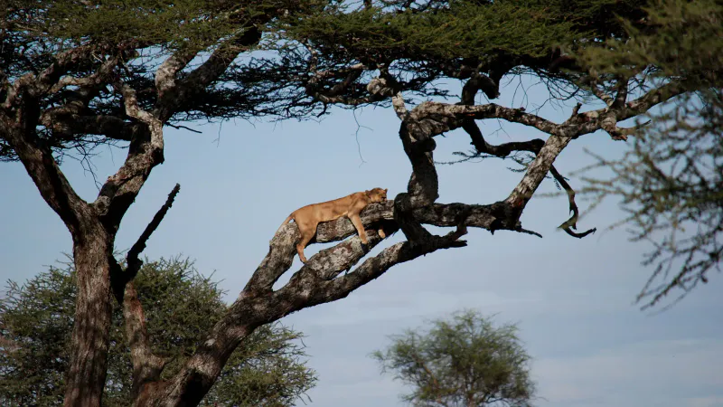 12 Days - Tanzania Honeymoon Safari and Zanzibar Beach