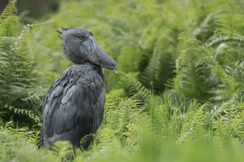 10 Days Murchison Falls and Jinja and Mabamba Shoebill Tour