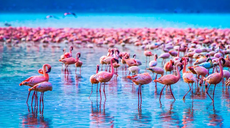 5-Day Tarangire, Ngorongoro & Manyara Best Safari