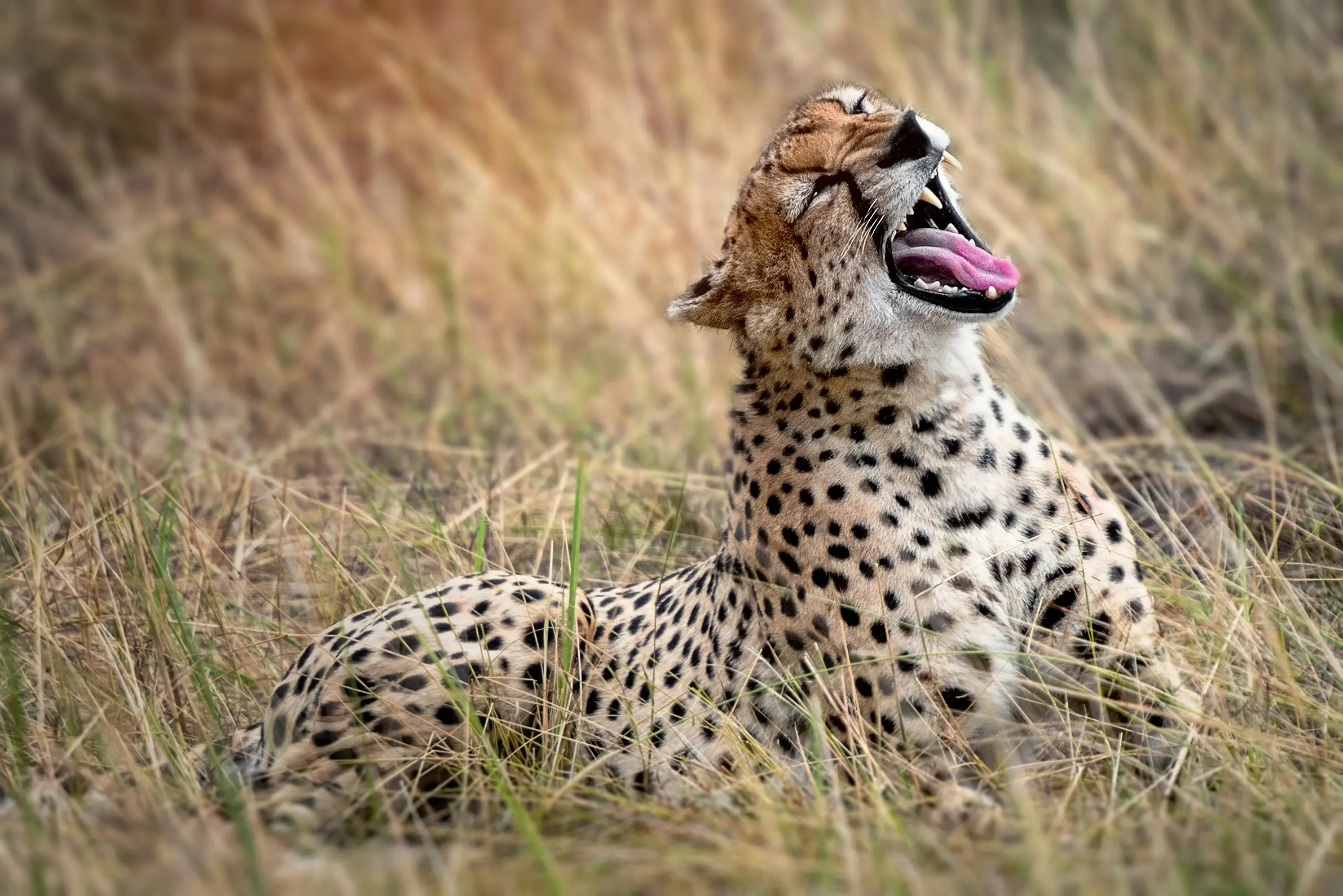 4-Day Big Five Budget Camping Shared Safari