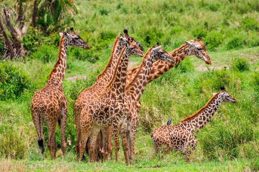 5-Day Tanzania Safari Trip