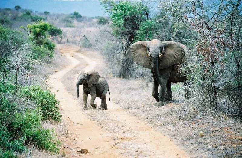 4-Days Amboseli and Tsavo East