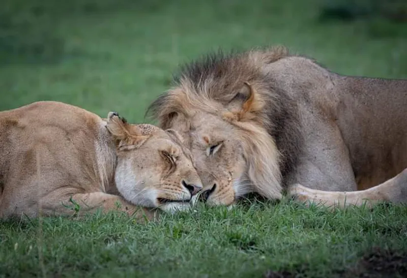 8-Day Luxury Africa Wildlife lake Nakuru Masai Mara Amboseli Safaris