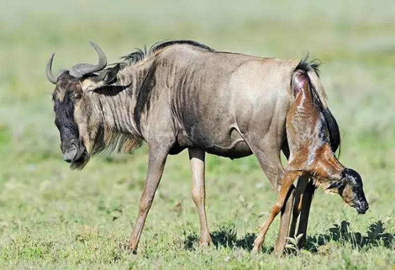 8-Day Midrange Private Safari & Zanzibar Beach Holiday Tarangire, Lake Manyara, Serengeti, Ngorongoro Crater & Zanzibar