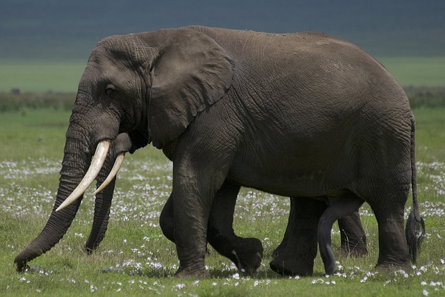 2 Day Ngorongoro Crater Safari and Adventure