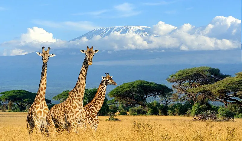 7 Days 6 Nights Tanzania Safari