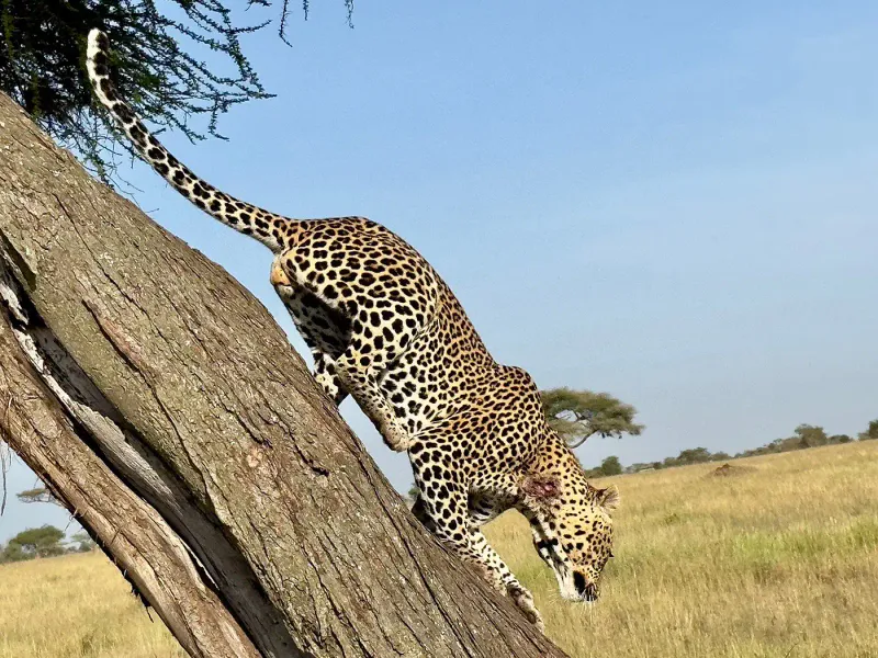 8-Day Serengeti Migration Safari-Nature's Greatest Show