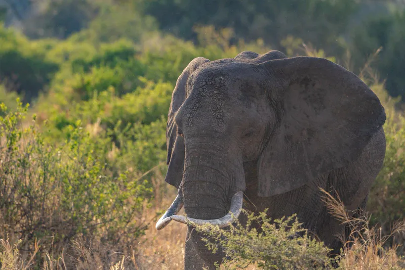 3-Day Crater to Canopy Luxury Safari Experience