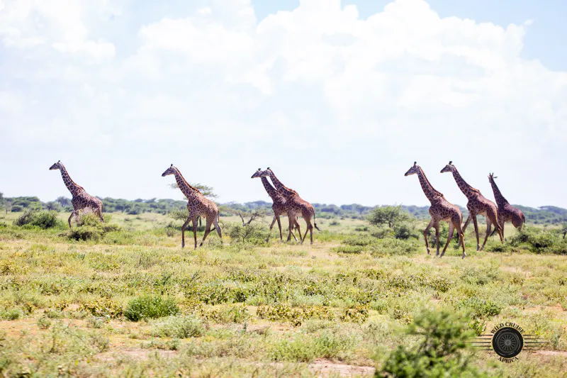 10-Day Exceptional Kenya Luxury Safari