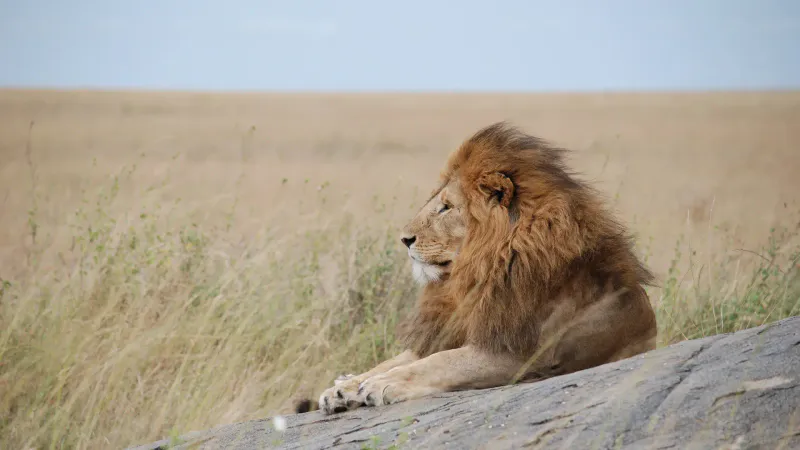 7-Day The Great Migration Journey Safari