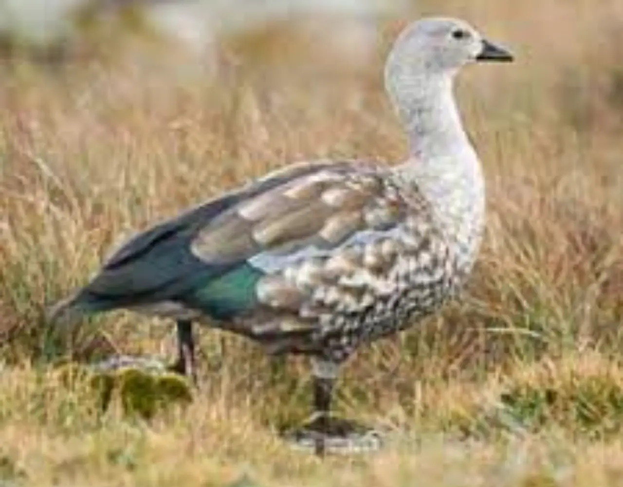 4-Day Ethiopian Birdwatching Tour