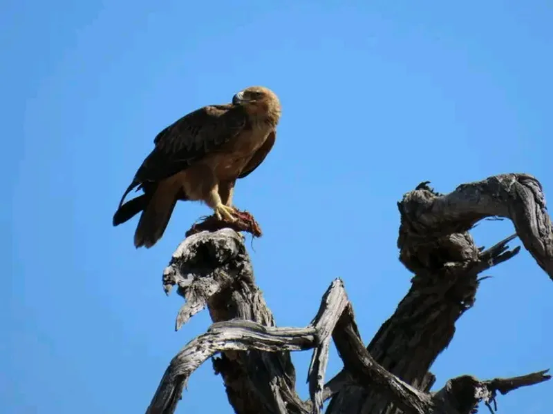 3 days Moremi Game Reserve Experience