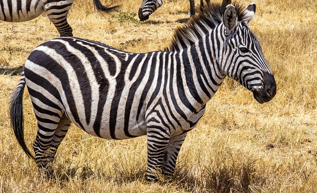 5 Day Tanzania Luxury Safaris