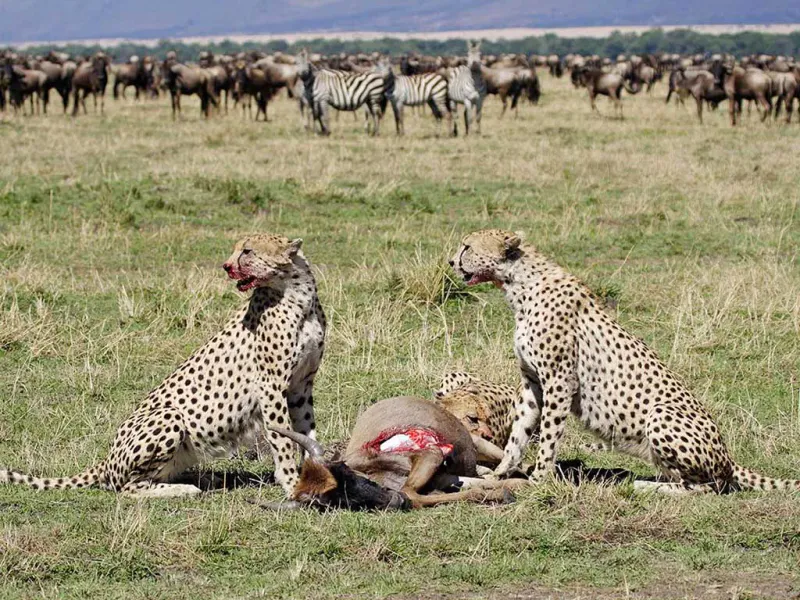3-Day Calving Season Safari Ndutu & Ngorongoro Area