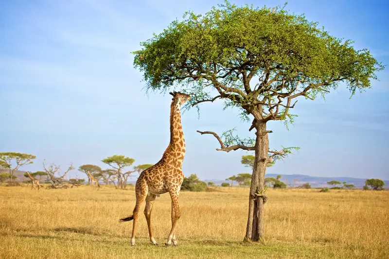 East Africa Grand Wildlife Expedition – 8 Days Kenya & Tanzania