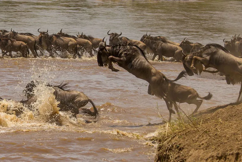 7 Days: Unforgettable Migration + Maasai Mara River Crossing Experience July - September