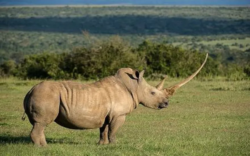 8 Day Samburu, Sweetwaters, Lake Nakuru, Hell's Gate and Amboseli National Park