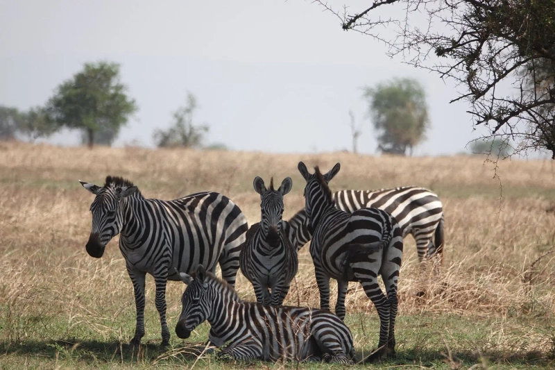 7-Day Great Wildebeest Migration & Mara River Crossing