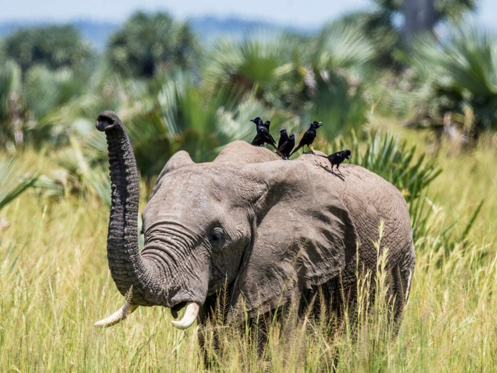 Exhilarating 5-Day Safari In Jinja & Murchison Falls NP