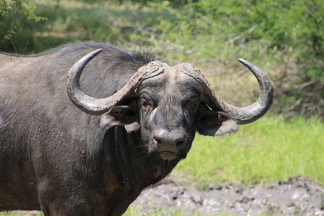 5-Day Tarangire, Serengeti And Ngorongoro Wonders