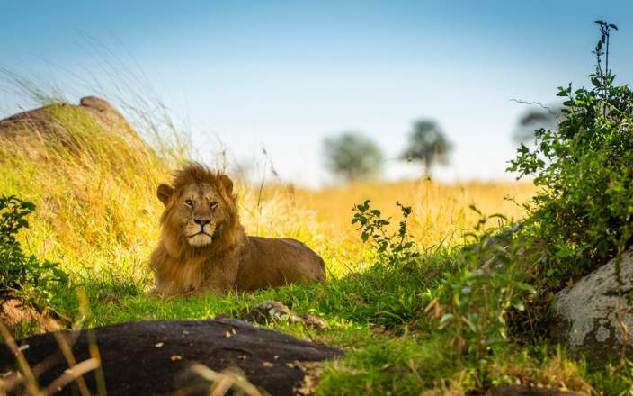 7-Day Luxury Safari to Amazing Four National Park