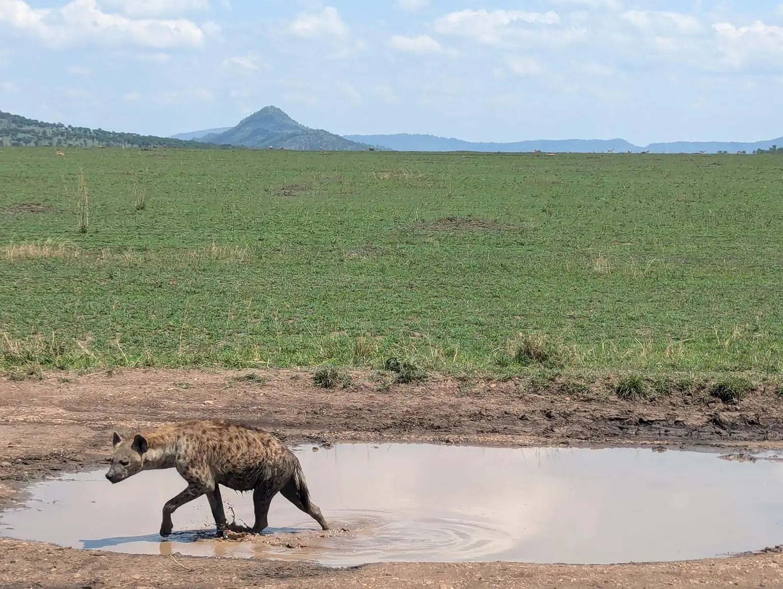 4-Day Classic Mid-Range Tanzania Safari: Tarangire, Ngorongoro & Lake Manyara