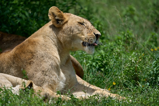 4-Day The Great Awaits in Serengeti National Park