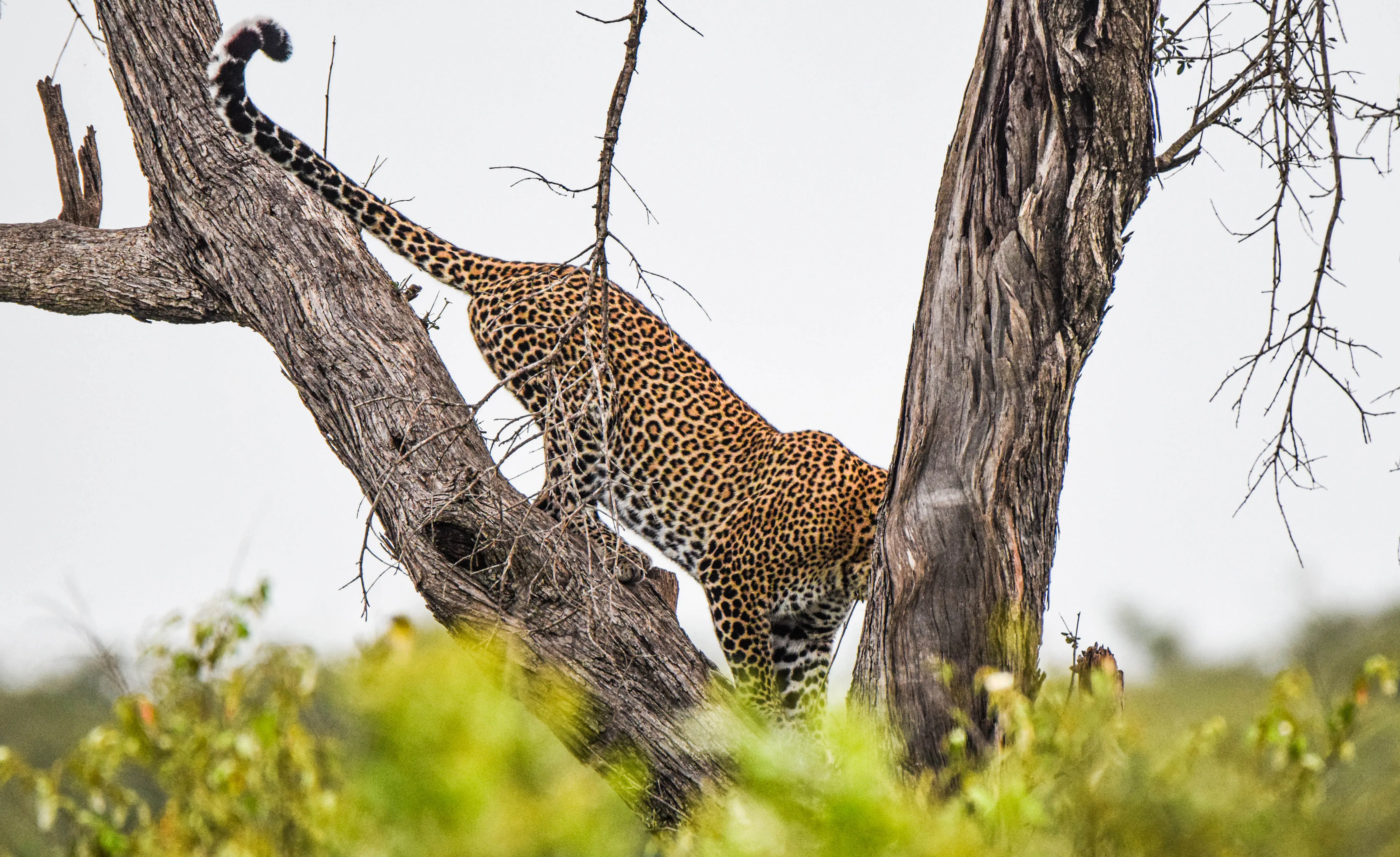 6-Day Amboseli, L. Naivasha, L Nakuru, Masai Mara Midrange Safari