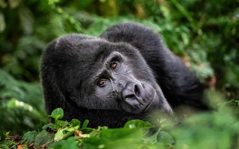 5 Day Bwindi Kibale Queen Elizabeth National Parks