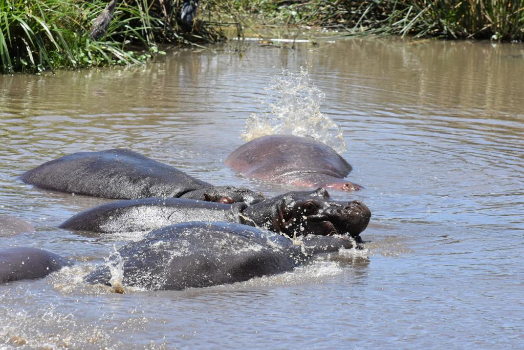 7Days unforgetable safari adventure