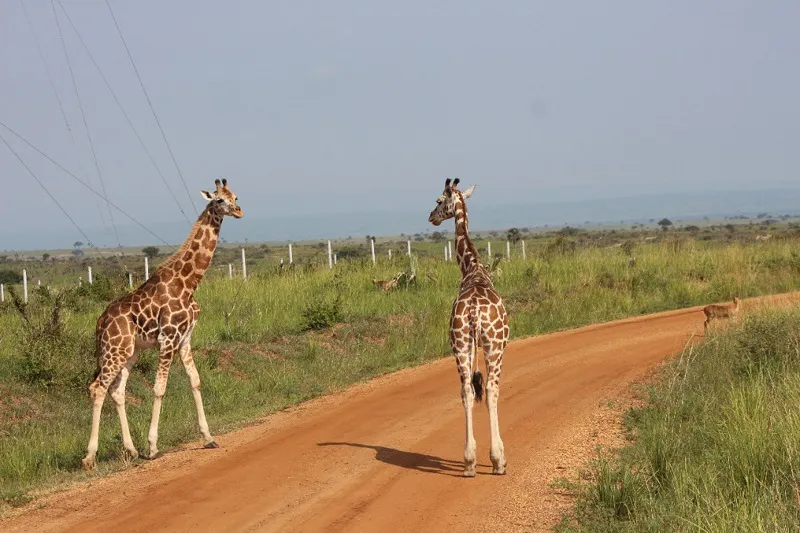 3-Day Breathtaking Safari To Murchison Falls National Park