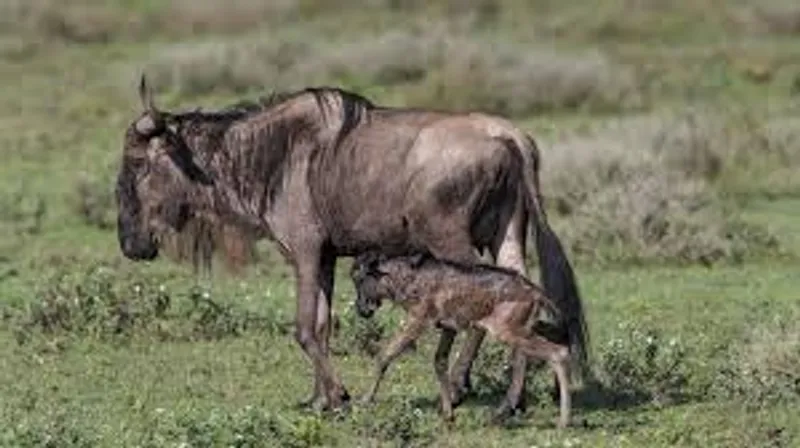7 Day Calving Season(Ndutu) & Massai Village Safari ( Febuary- March)