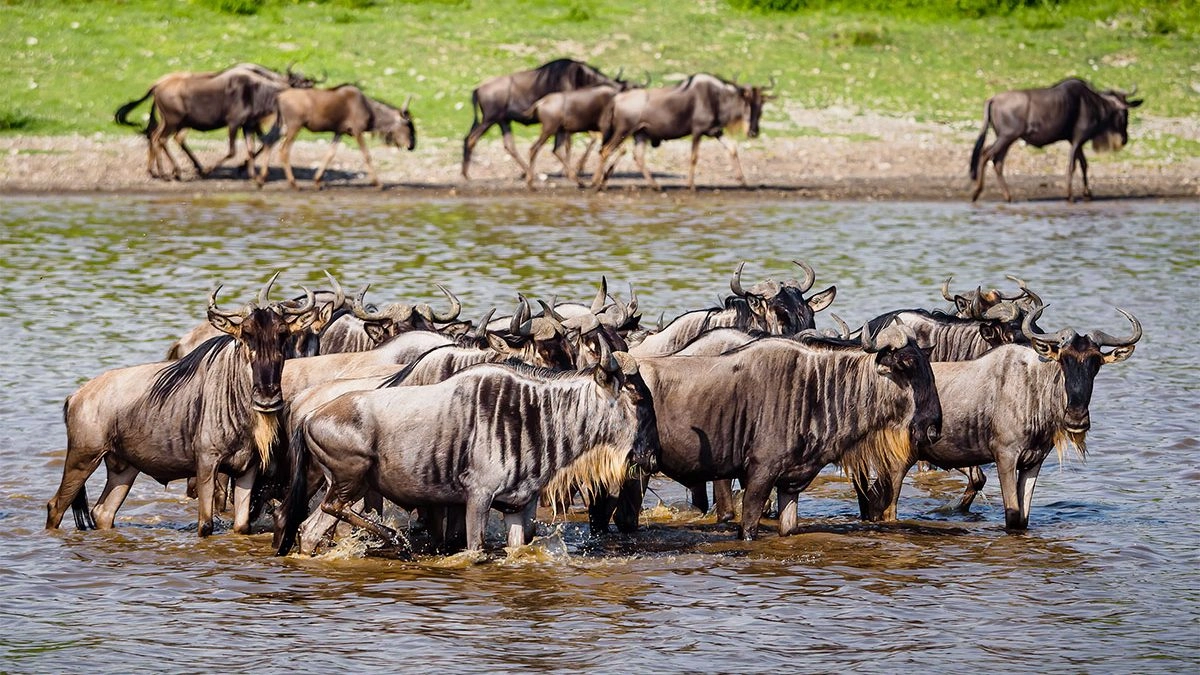 5-DAY WILDEBEEST MIGRATION CALVING IN NDUTU DEC TO APRIL